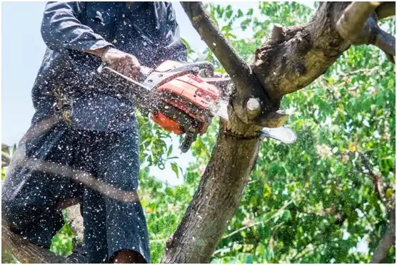 tree services Five Forks